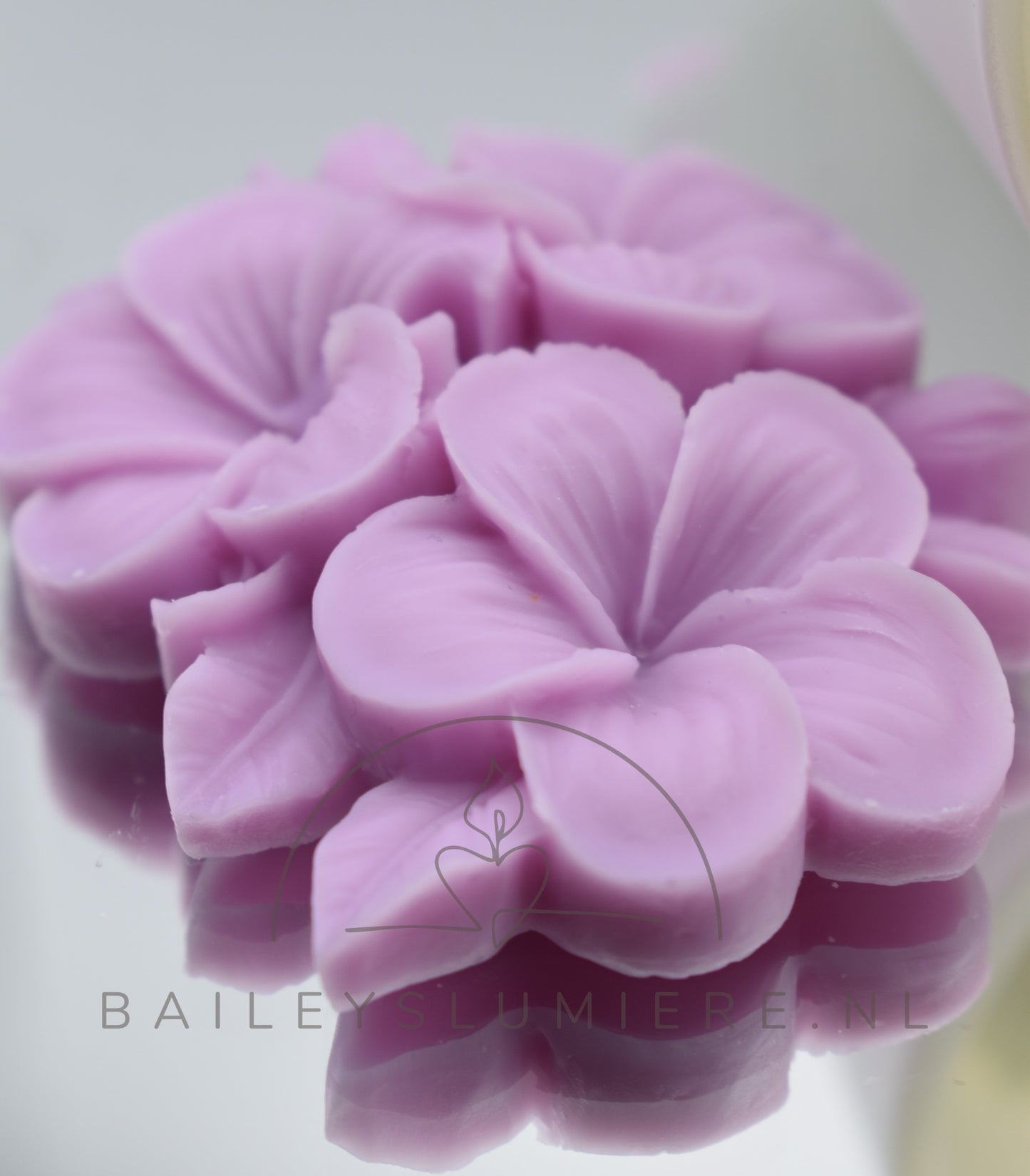 Fleur de Magnolia